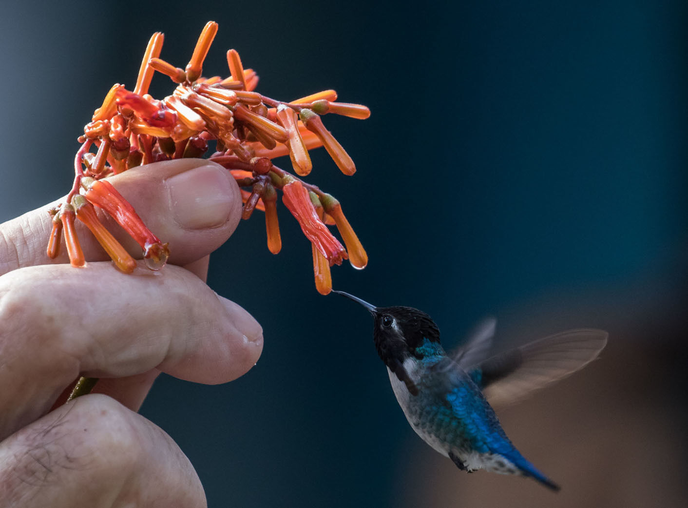 Bee Hummer.JPG